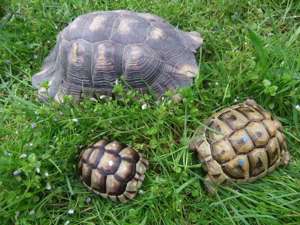 Schildkröten - Griechen und Breitrand - jung und adult