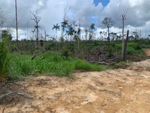 Brasilien riesengrosse 1'524 Ha Rinderfarm Region Manaus -Apui AM Bild 3
