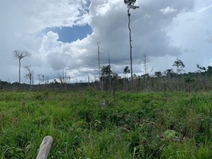 Brasilien riesengrosse 1'524 Ha Rinderfarm Region Manaus -Apui AM Bild 2