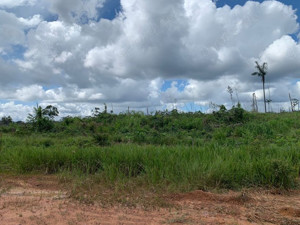 Brasilien riesengrosse 1'524 Ha Rinderfarm Region Manaus -Apui AM Bild 4