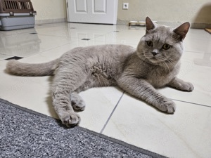 Bkh Deckkater Lilac mit Erfahrung  Bild 4