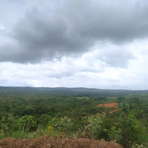 Brasilien riesengrosses 2'000 Ha Tiefpreis - Grundstück mit Rohstoffen  Bild 3