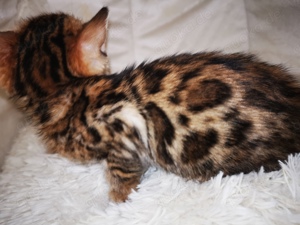 Bengal Kitten mit Stammbaum M  W 10 Tests, Katze, Kater, Kitten, snow  Bild 7