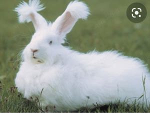 suche Angora Kaninchen groß