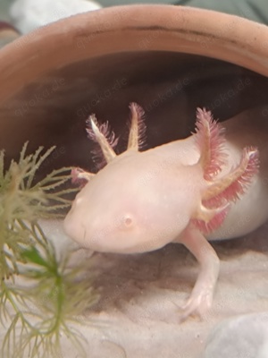 Axolotl weiblich, ca. 19 cm, Goldling aus MV Bild 1