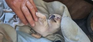 Chihuahua  (kurzhaarig)  sucht Zuhause  Bild 15