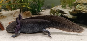 Axolotl, weiblich,ca.18 cm, Wildling aus MV  Bild 5