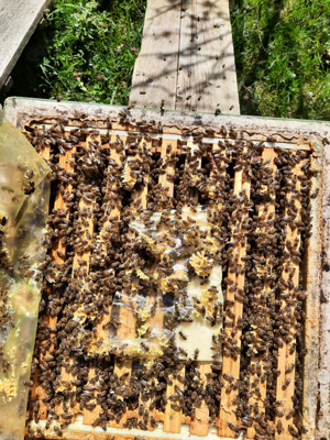 8 Bienenvölker - Carnica Königin 2023 - DNM Zarge Bild 3