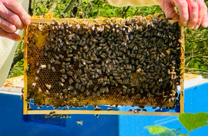 8 Bienenvölker - Carnica Königin 2023 - DNM Zarge Bild 2