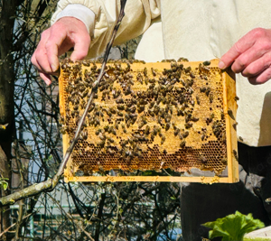 8 Bienenvölker - Carnica Königin 2023 - DNM Zarge Bild 4