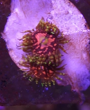 Zoanthus (Zoa) Space Chaos - Korallen - Meerwasser Bild 4