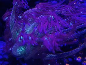 Goniopora Galaxy - Korallen - Meerwasser Bild 3