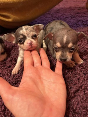Drei reinrassige Chihuahua Welpen suchen noch ein Zuhause  Bild 4