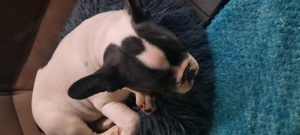 Französische Bulldogge 4 Monate alt Bild 1