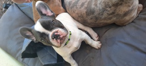 Französische Bulldogge 4 Monate alt Bild 4
