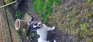 Französische Bulldogge 4 Monate alt Bild 8