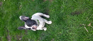 Französische Bulldogge 4 Monate alt Bild 6