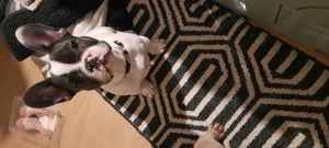 Französische Bulldogge 4 Monate alt Bild 2