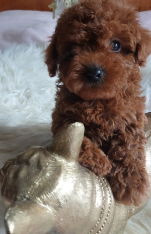 Reinrassige Zwergpudelwelpen  (Toy Poodle Red Brown)