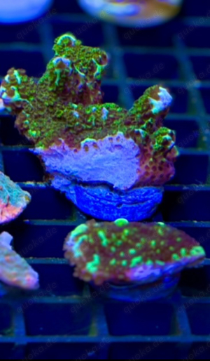 Montipora confusa "Toxic green"