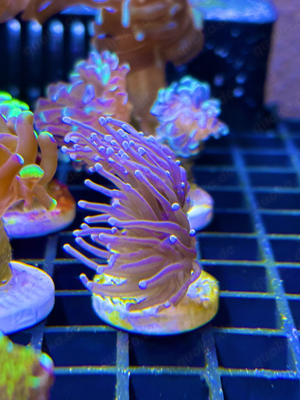 Euphyllia glabrescens "Golden Torch"