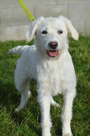 EMILY, Schnauzer Terrier Mischling SGB 625,00   