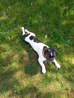 Französische Bulldogge Deckrüde in blue pied red Farm mit Stammbaum 