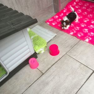 Wunderschöne Biewer Yorkshire Terrier Hündin sucht  ab mitte Mai schönes Zuhause  Bild 8