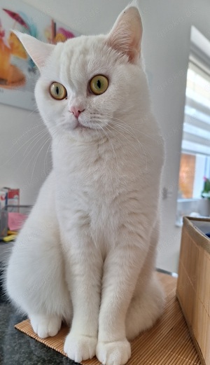 Kätzchen Britisch kurzhaar in Kierspe - Katzen - kostenlose Kleinanzeigen bei Quoka.de