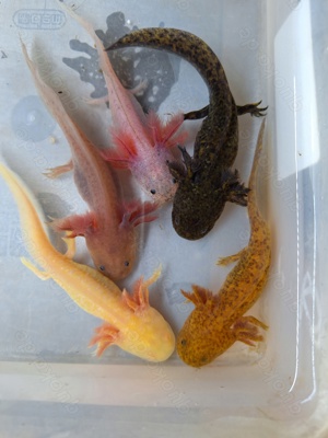 Axolotl Nachzuchten bunter Haufen