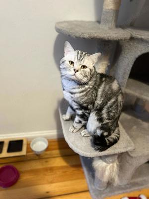 erfahrener u liebevoller BKH Deckkater in classic silver tabby (Whiskas)