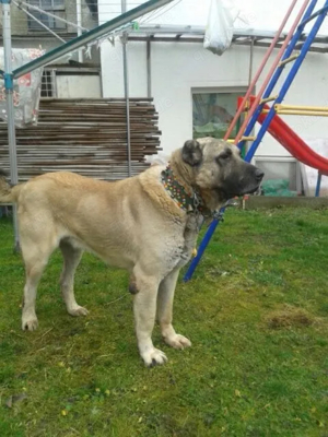 orginale reinrassige xxl kangal, welpen 3 männchen 2 weibchen