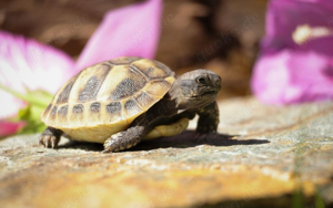 THB Grichische Lanschildkröte 2023 