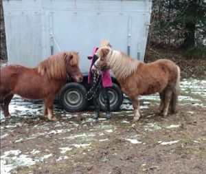 Pony Gespann Stute und Wallach