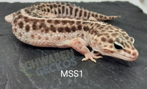 Leopardgecko * Mack Super Snow* MSS Bell Bild 3