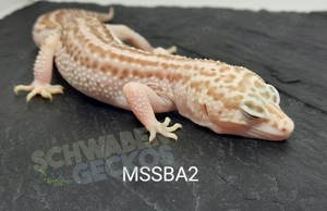 Leopardgecko * Mack Super Snow* MSS Bell Bild 4