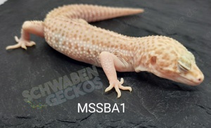 Leopardgecko * Mack Super Snow* MSS Bell Bild 1