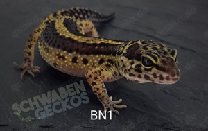 Leopardgecko (Super) Hypo Tangerine + Black Night  Bild 2