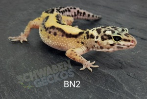 Leopardgecko (Super) Hypo Tangerine + Black Night  Bild 3