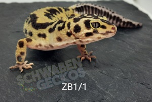  Leopardgecko Zorro Bandit Bold Stripe + Jungle  Bild 4