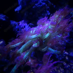 Goniopora Galaxy - Korallen - Meerwasser Bild 1