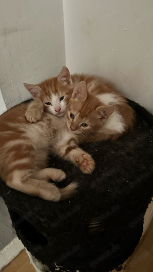 noch zwei Kater- Kitten dürfen ausziehen Bild 4