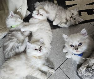 Wunderschöne reinrassige BLH Kitten aus liebevoller Hobbyzucht abzugeben Bild 1