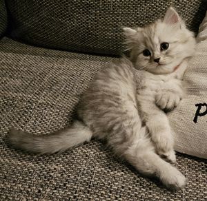 Wunderschöne reinrassige BLH Kitten aus liebevoller Hobbyzucht abzugeben Bild 7