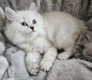 Wunderschöne reinrassige BLH Kitten aus liebevoller Hobbyzucht abzugeben Bild 9