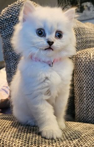 Wunderschöne reinrassige BLH Kitten aus liebevoller Hobbyzucht abzugeben Bild 10