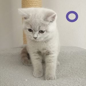 Britisch Kurzhaar 3 süße kitten. Blue 1 und Lilac 2.( 1 Verkauft) ( Stammbaum) Bild 1