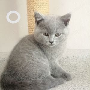 Britisch Kurzhaar 3 süße kitten. Blue 1 und Lilac 2.( 1 Verkauft) ( Stammbaum) Bild 9