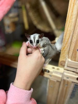 Verkaufe Sugar glider Bailey