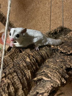 verkaufe sugar Glider Männchen strolch